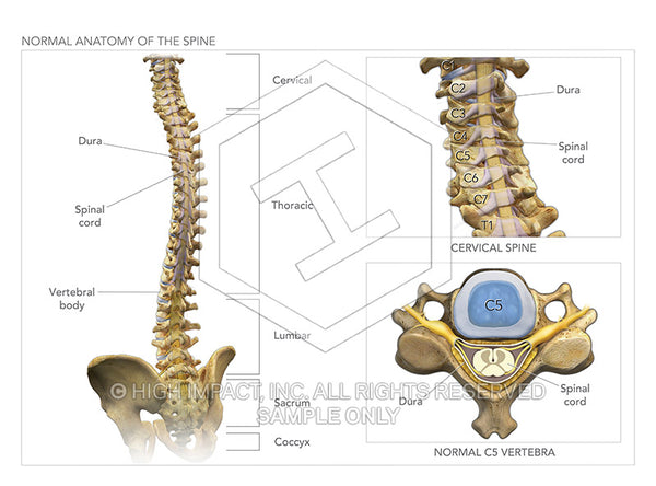 Image 09060: Normal Anatomy of the Spine Illustration - Trial Guides