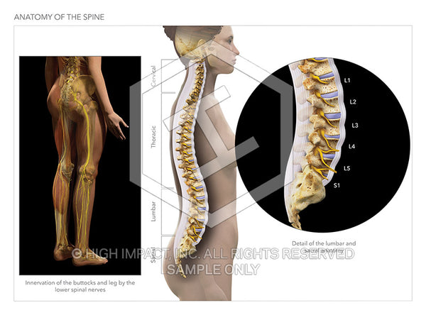 Image 11921_im02: Anatomy of the Spine Illustration - Trial Guides