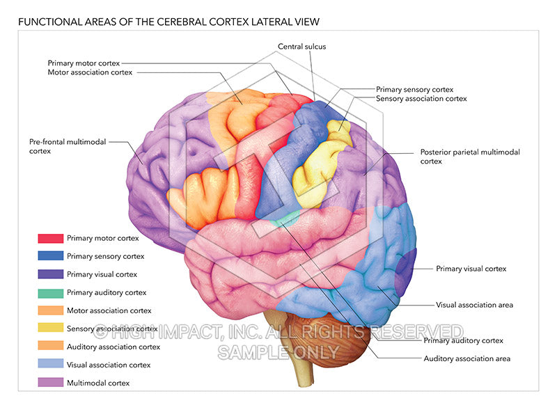 Image 12588_im01: Functional Areas of the Cerebral Cortex Lateral View Illustration - Trial Guides