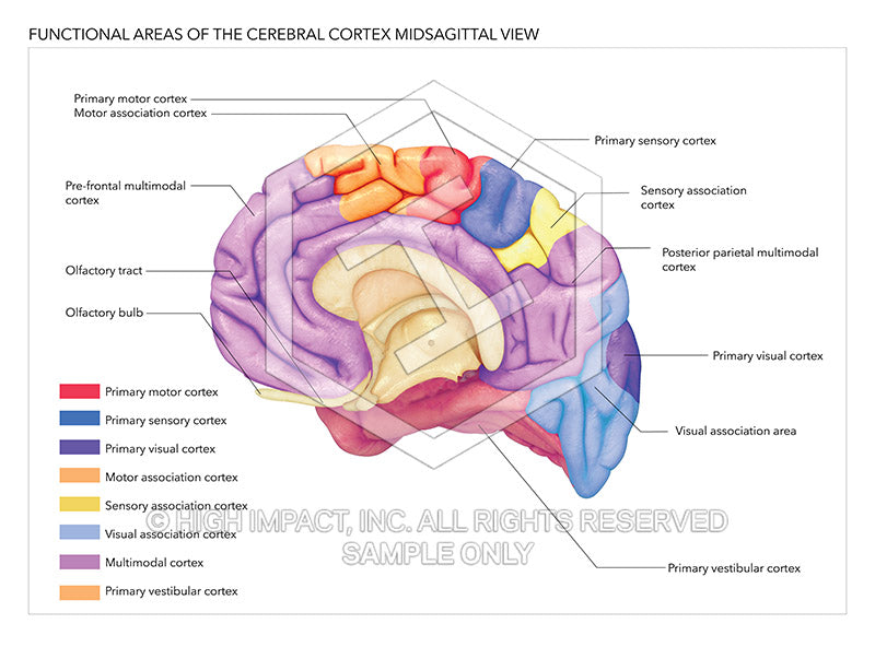 Image 12588_im02: Functional Areas of the Cerebral Cortex Midsaggital View Illustration - Trial Guides