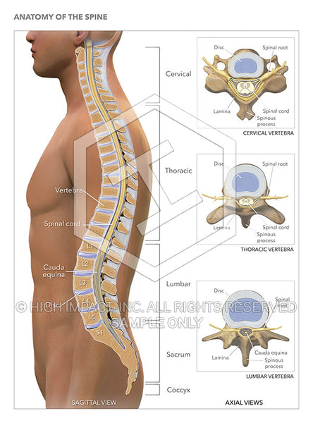 Spinal Images Human Spine Labeled