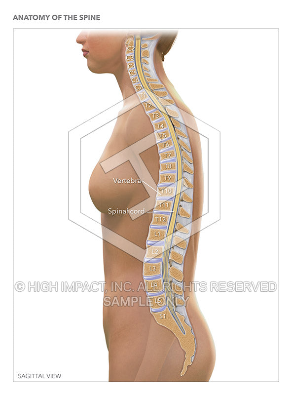 Image 14293_im01: Anatomy of the Spine Illustration - Trial Guides