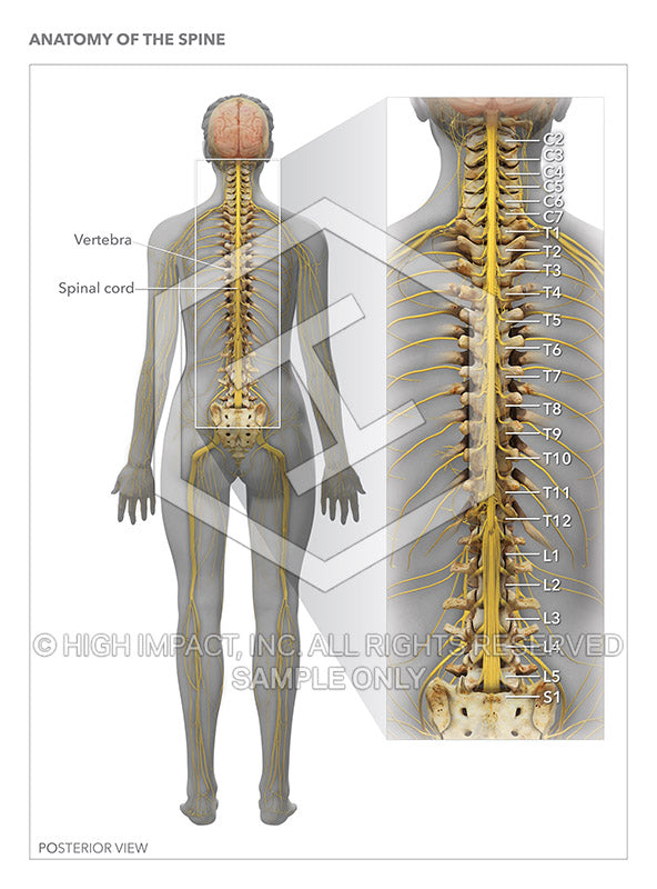 Image 14293_im02: Anatomy of the Spine Illustration - Trial Guides
