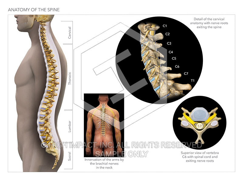 Image 18635: Anatomy of the Spine Illustration - Trial Guides