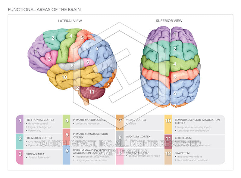 Image 19616: Functional Areas of the Brain Illustration - Trial Guides